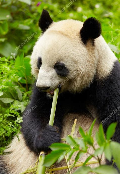 panda gigante comiendo bambú 2023