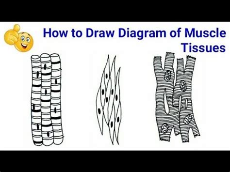 Muscle Tissue Drawing