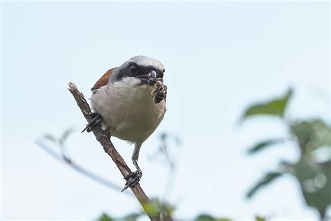 red-backed shrike 1699 | BirdForum