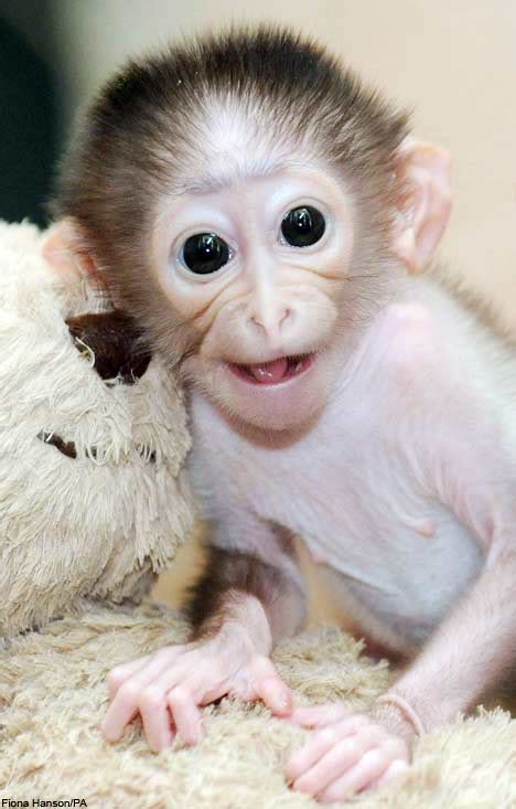 Animals Zoo Park: Smiling Monkey Pictures, Baby Monkey Pictures