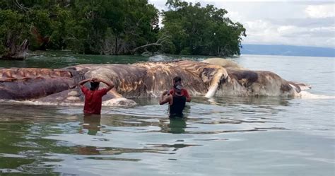 Huge rotting sea creature that washed ashore is horrifyingly turning the water red | Mashable