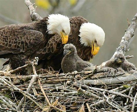 Beautiful family | Pet birds, Animals beautiful, Beautiful birds