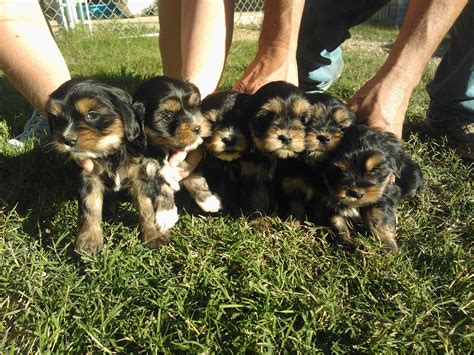 Corkie Puppies! | Puppies, Corkie, Yorkie