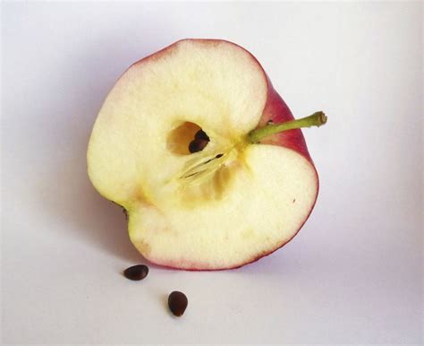 Picture | Apple seeds, Apple tree from seed, Apple harvest