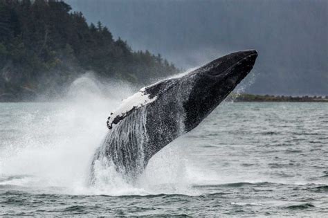 Whale Breaching Explained…Maybe? - Juneau Tours and Excursions - Juneau, AK