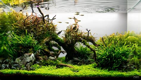 Principles Of Aquascaping — Chicago Aquatic Plant Society