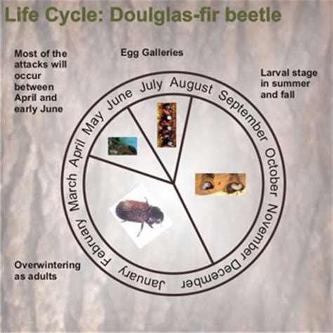 Bark Beetle Signs of Infestation | Firewise Landscaping