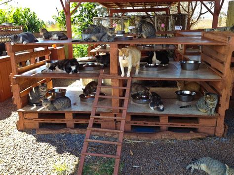 Animal Rescue - Cat Heaven in Lanai