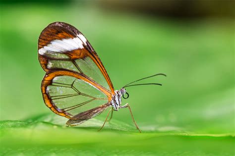 Borboleta transparente, uma das espécies mais peculiares da natureza