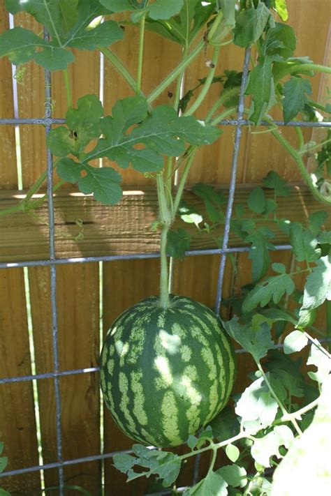 Vertical Watermelon | Garden I've grown | Pinterest