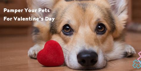 Five Great Ideas To Spend Valentine’s Day With Your Pet | Village Vets