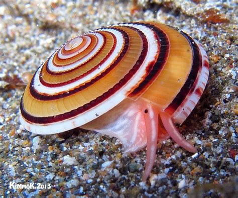 Shell and occupant Sea Snail, Snail Shell, Molluscs, Shell Shock, Underwater Photographer ...