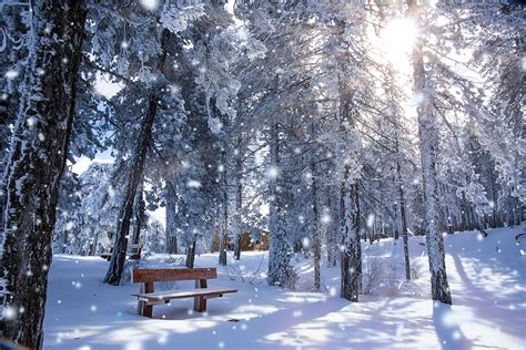 HD wallpaper: cyprus, troodos, snow, mountains, forest, winter, cold temperature | Wallpaper Flare