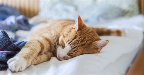 Summer Heat Is No Problem for Cats | Diamond Pet Foods