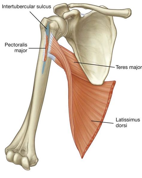 Bilderesultat for pectoral and latissimus dorsi humerus | Latissimus ...