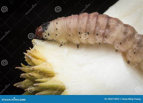 Close Up Shot of Larva of Durian Fruit Borer Stock Image - Image of biology, edible: 185277825