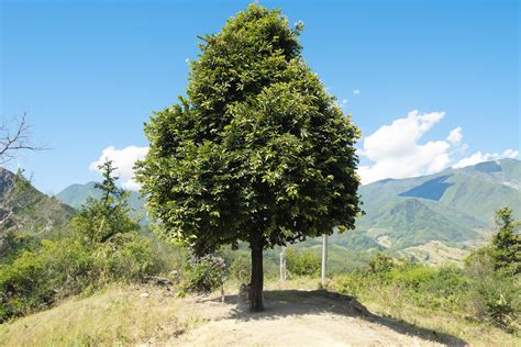 Kamagong Tree or Diospyros blancoi A. DC. - Philippine Trees