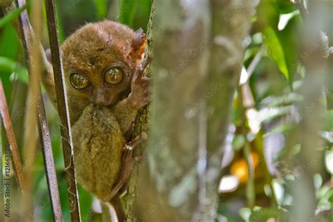 The Philippine Tarsier Stock Photo | Adobe Stock