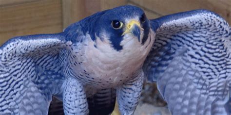 6 effective ways to deal with that Blue Falcon in your unit | RallyPoint