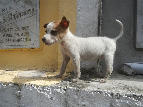 Askal Dog Breed : Philippines - Native Breed.org