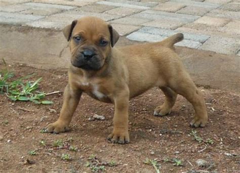 Rules of the Jungle: Boerboel Puppies