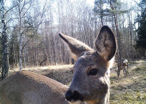 Wildlife in the Chernobyl Exclusion Zone: Bears, Wolves and Rare Horses Roam the Forests