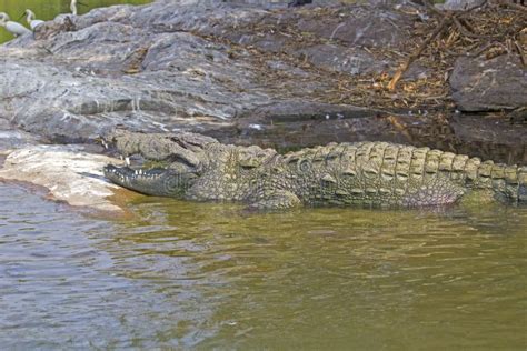 Indian crocodile stock image. Image of wild, nature, dangerous - 48147449