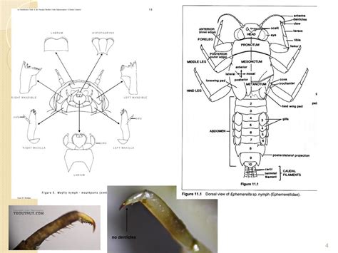 Ephemeroptera Diagram Diagram | Quizlet