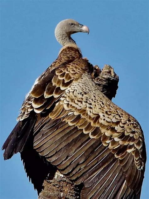 Ruppell's Griffon Vulture: Highest-Flying Bird That Outsoared Planes ...