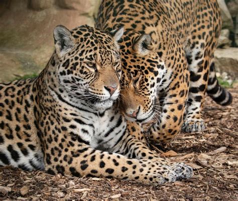 Three Generations of Jaguar - The Big Cat Sanctuary