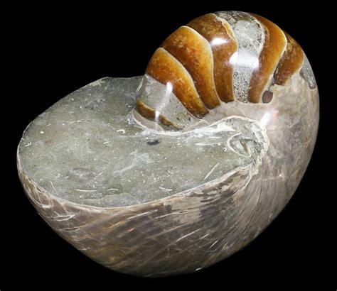 6.3" Large, Polished Nautilus Fossil - Madagascar For Sale (#61343) - FossilEra.com