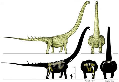 Equatorial Minnesota: Your Friends The Titanosaurs, part 27: Ruyangosaurus, Saltasaurus, and ...