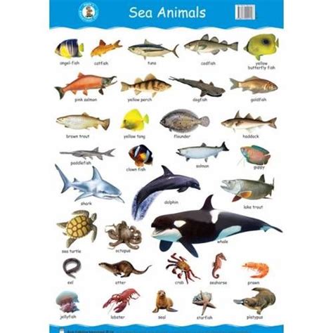 sea animals | Animals wild, Sea animals, Aquatic animals pictures