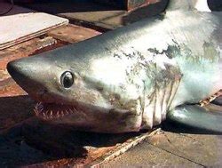 Porbeagle Shark, Deep sea shark, Sea Sharks, Animals, Fishes, Deep sea fish