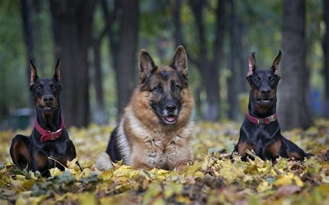 Doberman Vs German Shepherd – Who Is The Better Family Guard Dog?