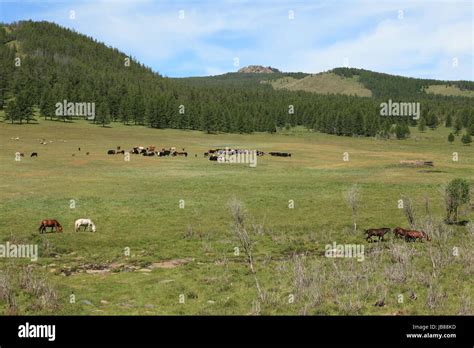 the mongolian grasslands Stock Photo - Alamy