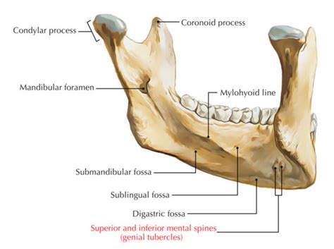 Genial Tubercle/Mental Spine – Earth's Lab