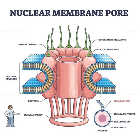 nucleoplasm – VectorMine