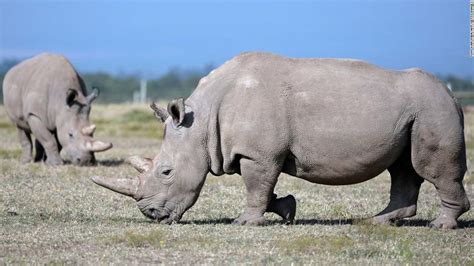 Northern white rhinos: 10 more eggs have been harvested from the only 2 left in the world - CNN