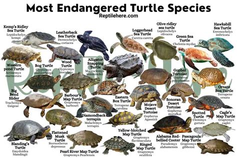 Most Endangered Turtle Species