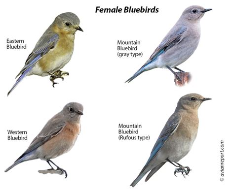 Mountain Bluebird Female: Plumage, ID Pictures, and Behavior