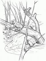 Realistic Frog Coloring Pages sketch template