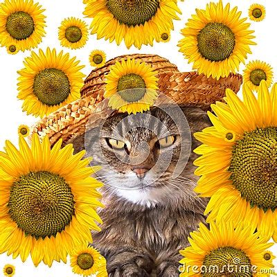 Cat With Sunflowers Royalty Free Stock Image - Image: 10606776