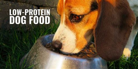 10 Best Low-Protein Dog Foods – Kidney Disease, Reviews & Tips