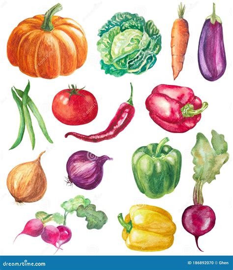 Set of Vegetables Isolated. Watercolor Hand Drawn Illustration Stock ...