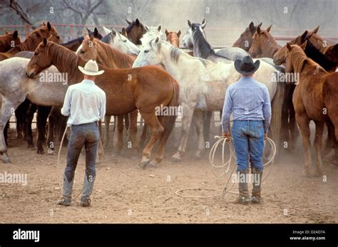 Texas, Guthrie. Pitchfork Ranch Farmers With Horses Stock Photo - Alamy