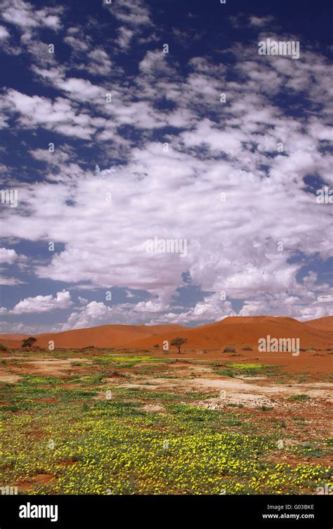 Namibia desert flowers hi-res stock photography and images - Alamy