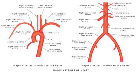 318 BEST Thoracic Aorta IMAGES, STOCK PHOTOS & VECTORS | Adobe Stock