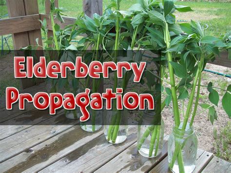 Elderberry Propagation | Elderberry, Propagation, Elderberry bush