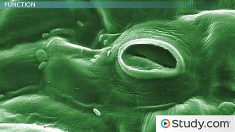 Stomata of Plants: Function, Definition & Structure - Video & Lesson Transcript | Study.com